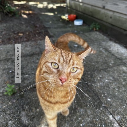 Photo of a cat found in Juvisy Sur Orge