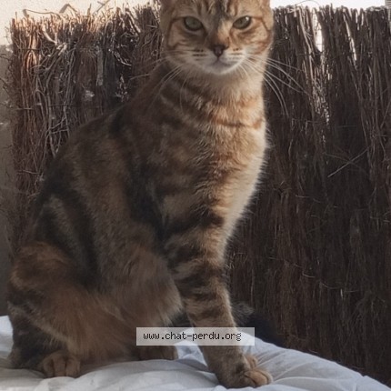 Photo of a cat found in Beauzelle