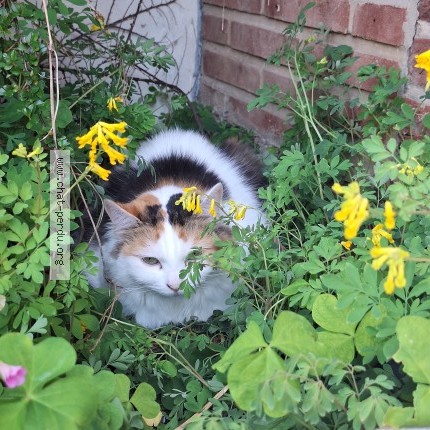 Foto van gevonden kat in Woluwe Saint Pierre