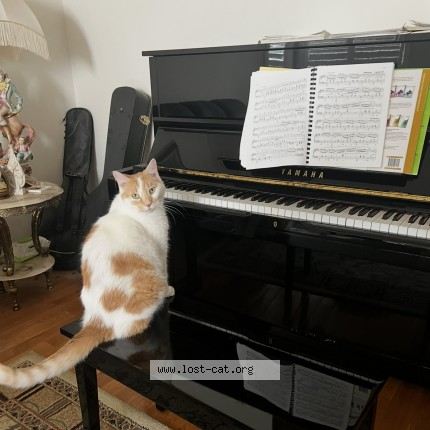 Photo 1/1 biankii Cat lost in Richmond Hill