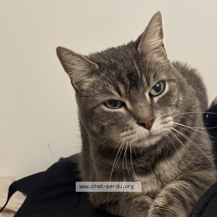 Photo of a cat found in Wattrelos