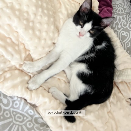 Photo of a cat found in Courbevoie