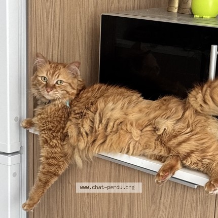Photo of a cat found in Saint Martin De Seignanx