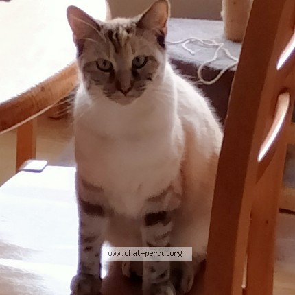 Photo of a cat found in Breteil