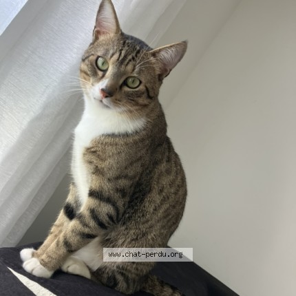 Photo of a cat found in Poissy