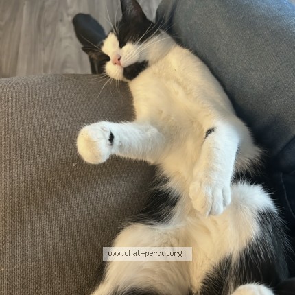 Photo 1/1 linette Cat lost in Mascouche