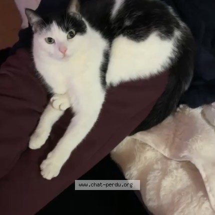 Foto van vermiste kat in Bruxelle