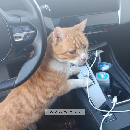 Photo of a cat found in Ste Maure