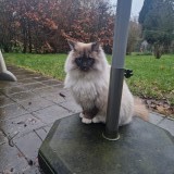 Alfie