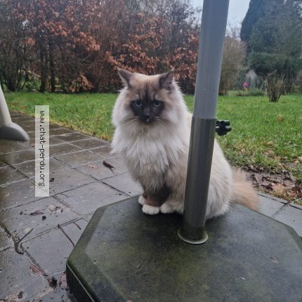Foto 1/1 Alfie Kat vermist in Ouderghem