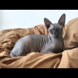 uma