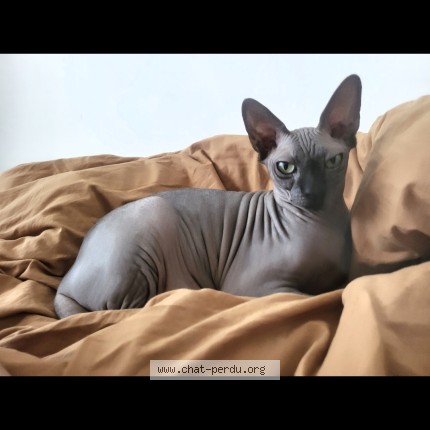 Photo of a cat found in Bruxelles