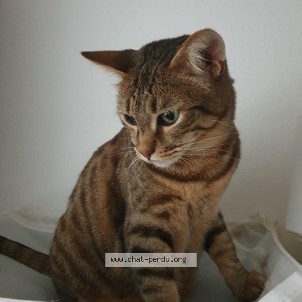 Foto 1/1 blue Katze verloren in Geneve