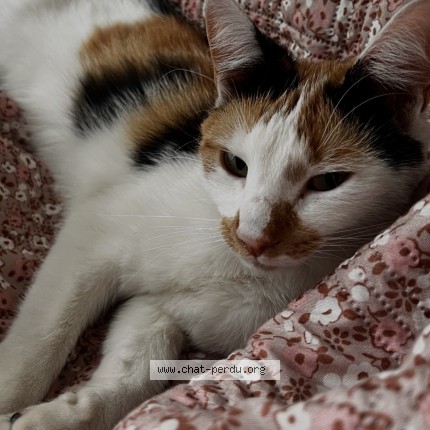 Foto van vermiste kat in Saint Nicolas