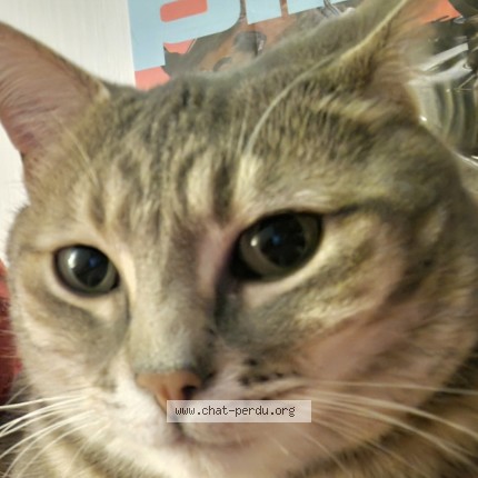 Photo of a cat found in Aix En Provence