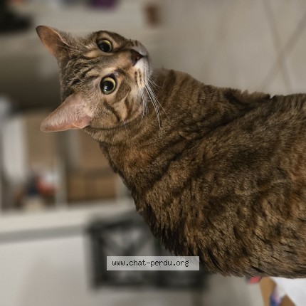 Photo of a cat found in Rennes
