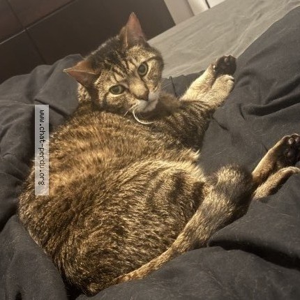 Photo 1/2 Reunited cat Lost in La Prairie