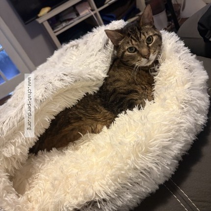Photo 2/2 Reunited cat Lost in La Prairie