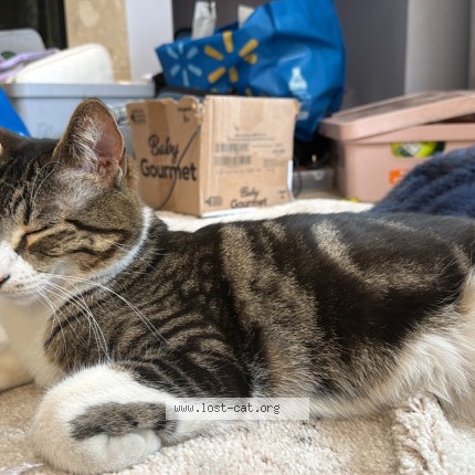 Photo 1/2 tiffany Cat lost in Edmonton