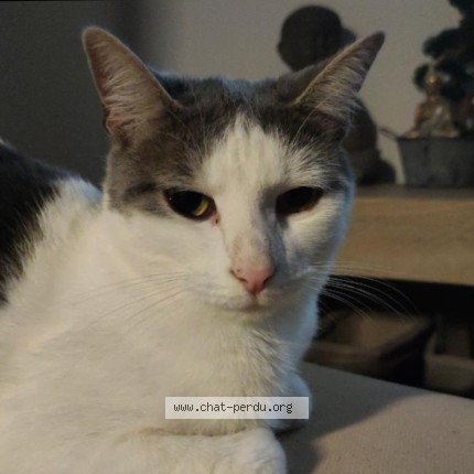 Photo of a cat found in Algrange