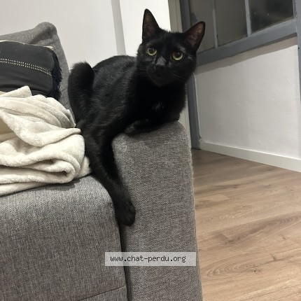 Photo of a cat found in Toulouse