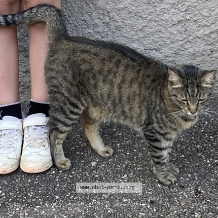 Photo of a cat found in Entzheim