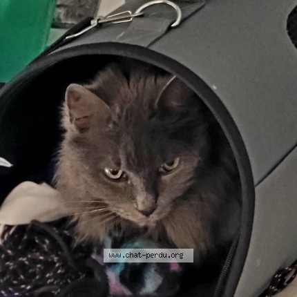 Photo of a cat found in Montpellier