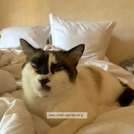Photo of a cat found in Chauffailles