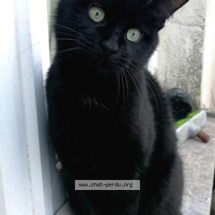 Foto 1/1 Prunelle Kat vermist in Bruxelles