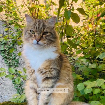 Photo of a cat found in Villemoirieu