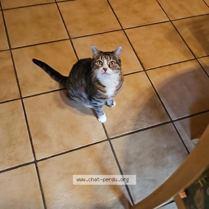 Foto einer verlorenen Katze in Les Charbonnieres