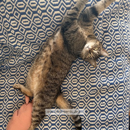 Foto 1/1 Kat teruggevonden Vermist in Saint Gilles