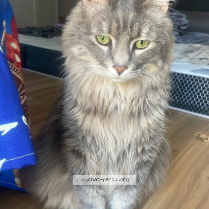 Photo of a cat found in Villejuif