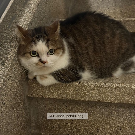 Foto 1/1 Kat gevonden Gevonden in Anderlecht