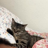 Indie
