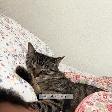 Photo 1/1 Indie Cat lost in Norfolk