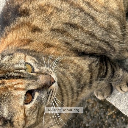 Foto 1/1 Wiedergefundene Katze Verloren in Rue