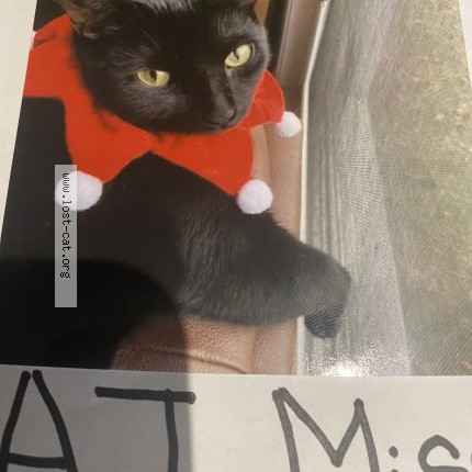 Photo 1/1 Flossy Cat lost in Kingston