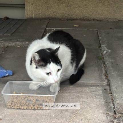 Foto di gatto trovato a Clarens