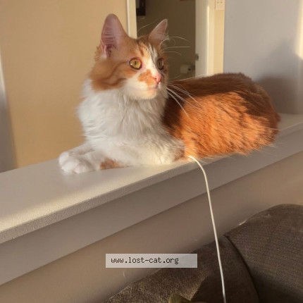 Photo 1/1 Clove Cat lost in Halifax