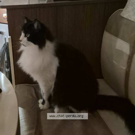 Foto 2/2 Ruby Kat vermist in Grimbergen Belgique