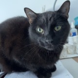 L&eacute;o
