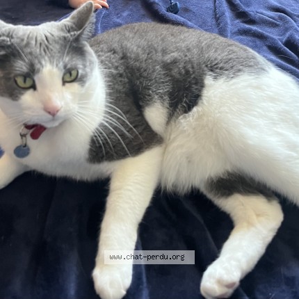 Photo 1/1 Cure-pipe Cat lost in Montreal