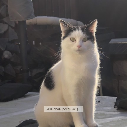 Photo of a cat found in Vernon