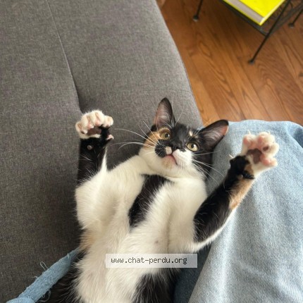 Photo 1/1 Toupy Cat lost in Quebec City