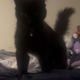 Pixel