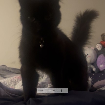 Photo 1/1 Pixel Cat lost in Jacksonville