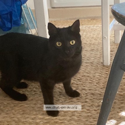 Photo of a cat found in Nantes