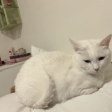 tokki
