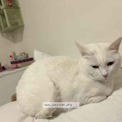 Photo 1/1 tokki Cat lost in Albuquerque